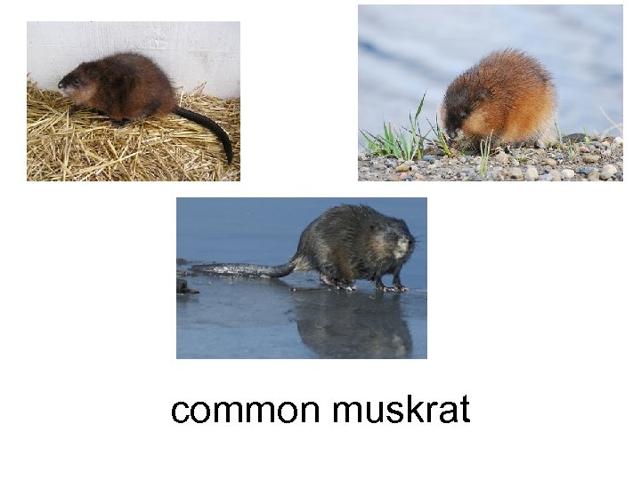 common muskrat 