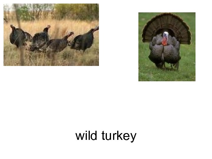 wild turkey 
