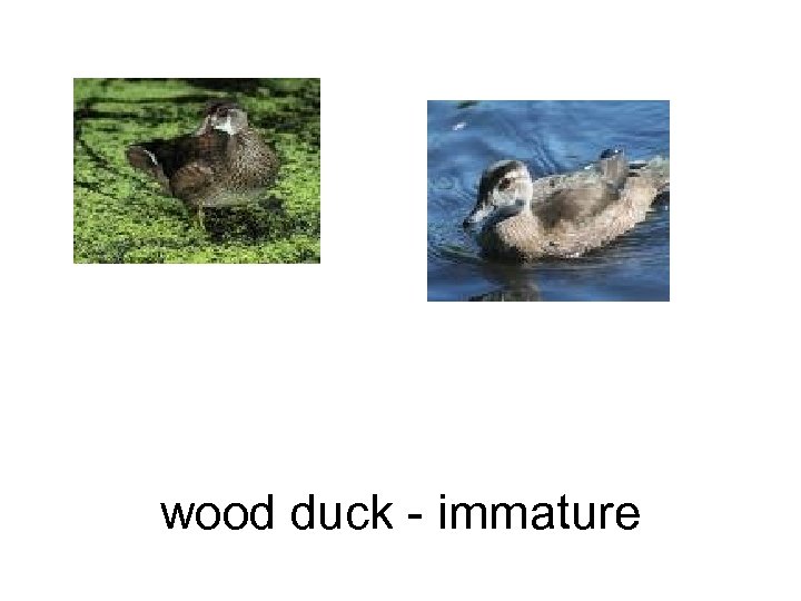 wood duck - immature 