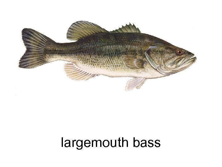 largemouth bass 