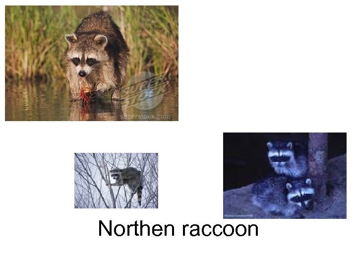 Northen raccoon 