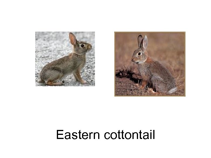 Eastern cottontail 