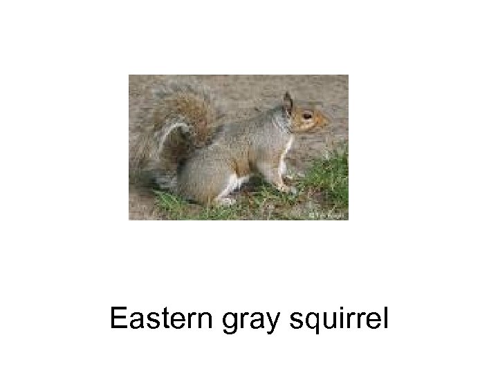 Eastern gray squirrel 