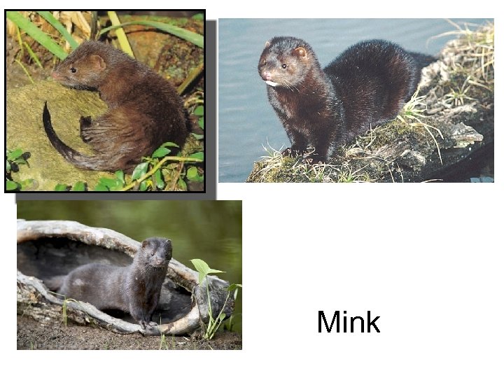 Mink 