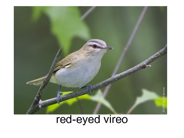 red-eyed vireo 