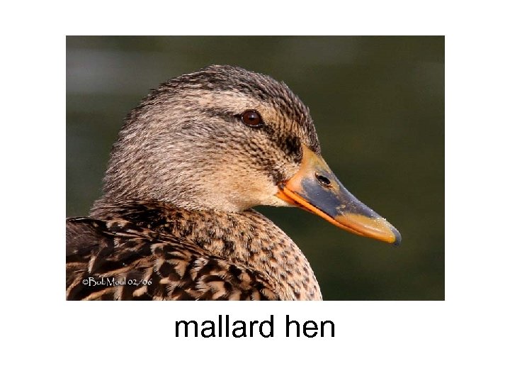 mallard hen 