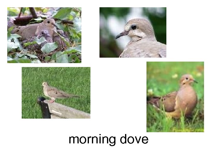morning dove 