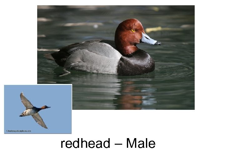 redhead – Male 