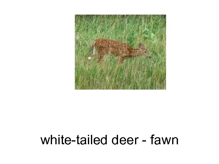 white-tailed deer - fawn 