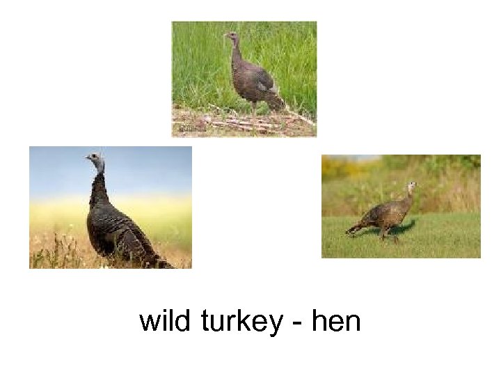 wild turkey - hen 