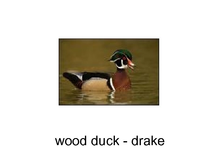 wood duck - drake 