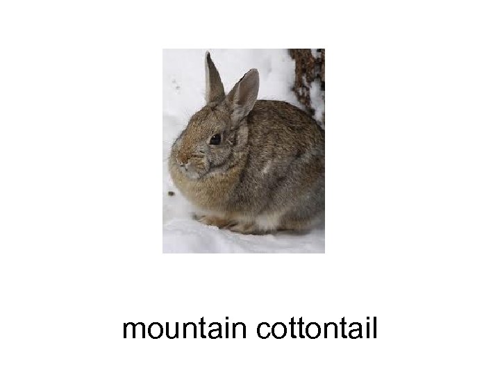 mountain cottontail 