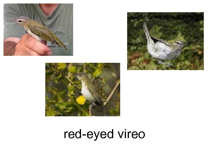 red-eyed vireo 