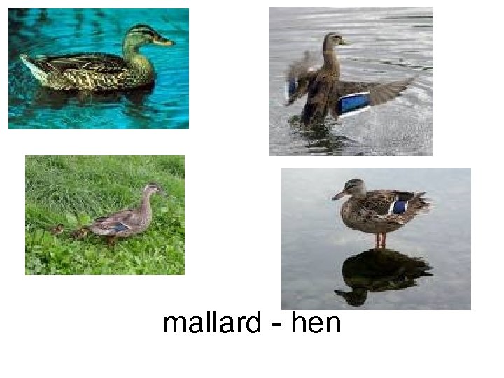 mallard - hen 