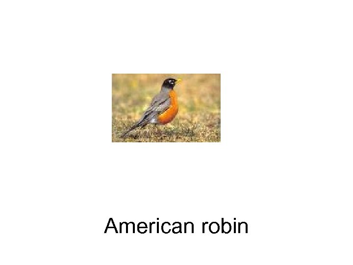 American robin 