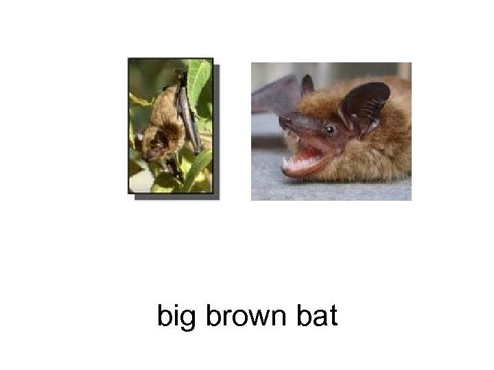 big brown bat 