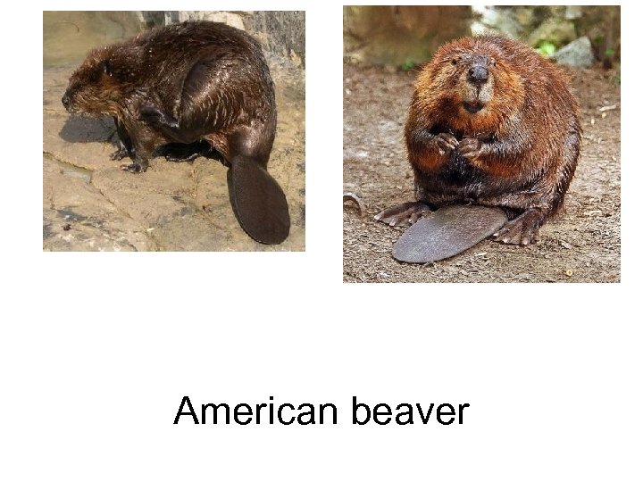 American beaver 