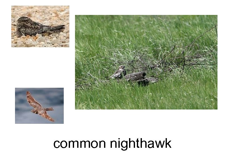 common nighthawk 