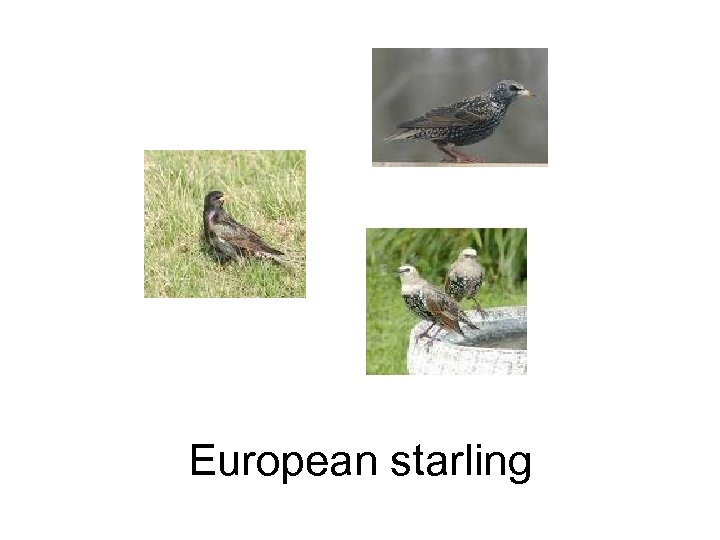 European starling 