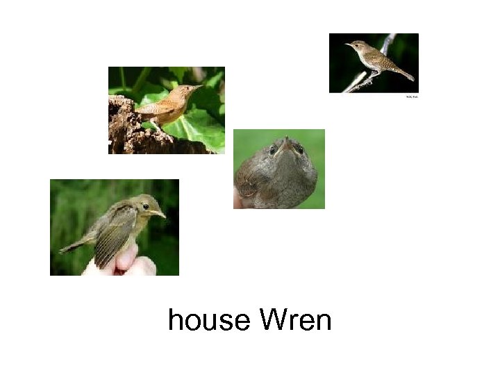 house Wren 