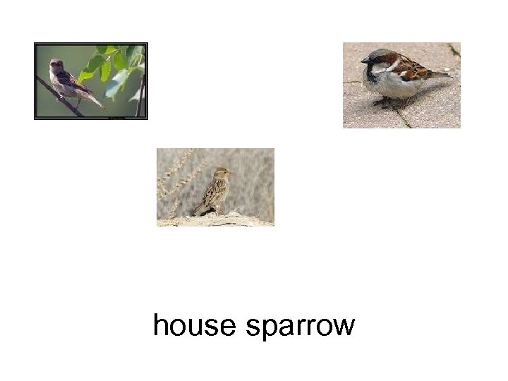 house sparrow 