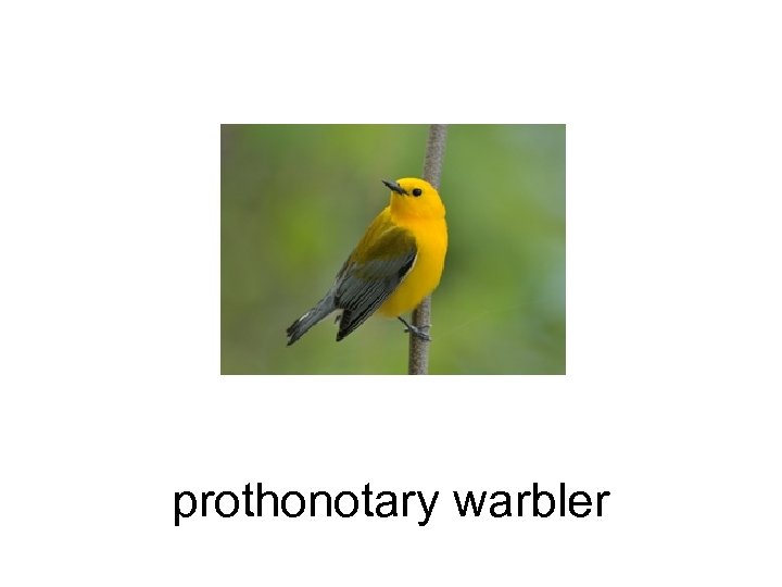 prothonotary warbler 