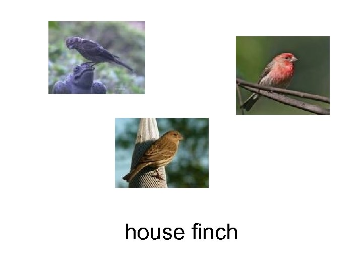 house finch 