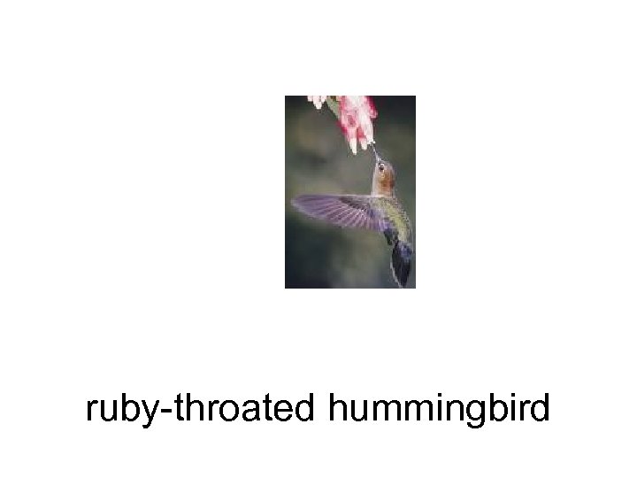 ruby-throated hummingbird 