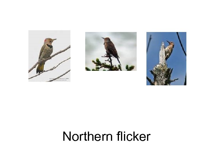 Northern flicker 
