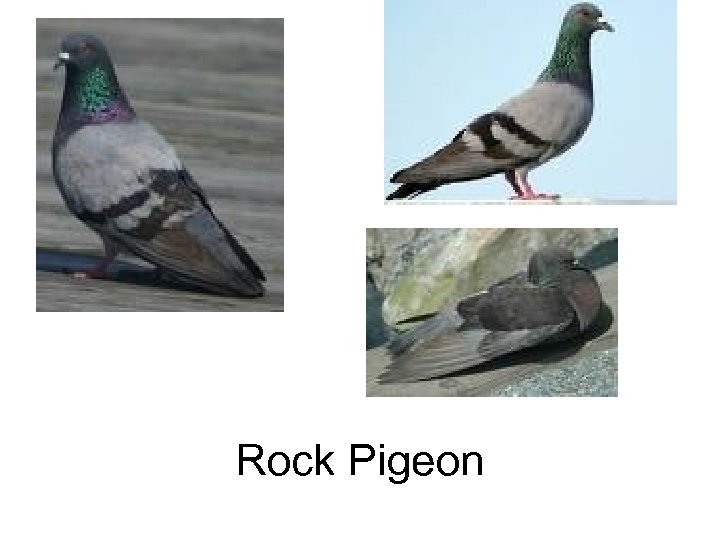 Rock Pigeon 