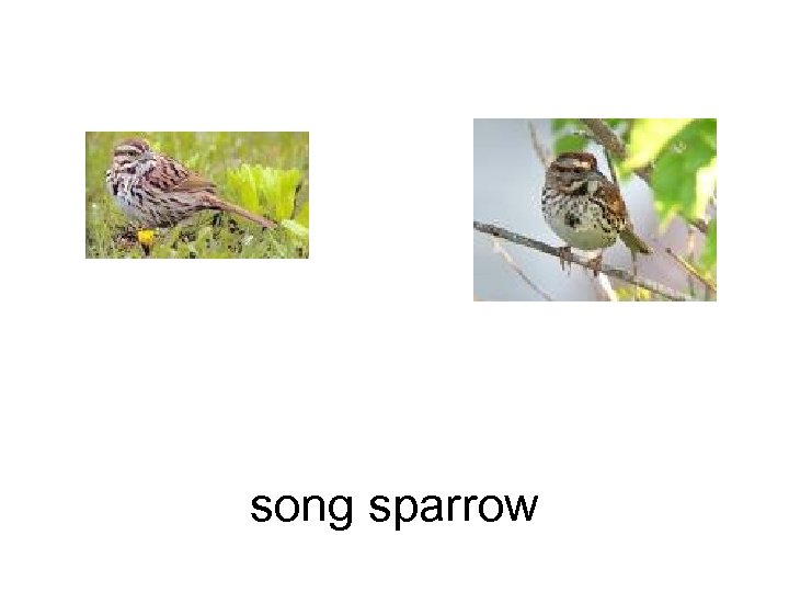 song sparrow 