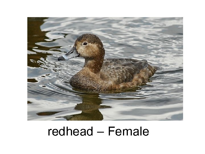 redhead – Female 