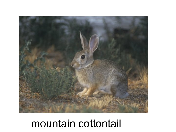 mountain cottontail 