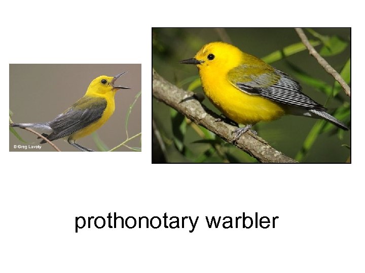 prothonotary warbler 