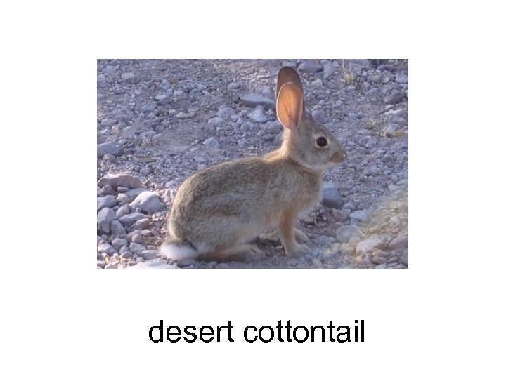 desert cottontail 