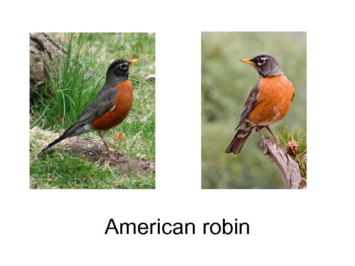 American robin 