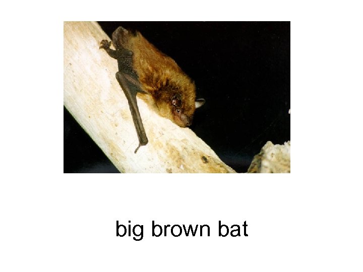 big brown bat 