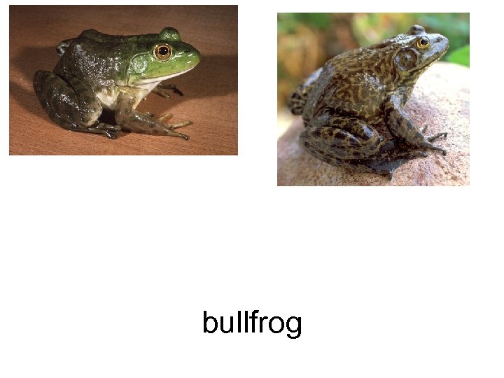 bullfrog 