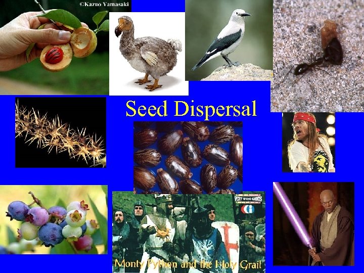 Seed Dispersal 