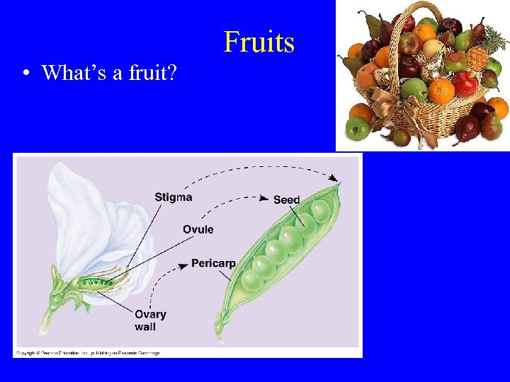 Fruits • What’s a fruit? 