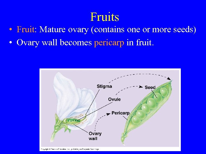 Fruits • Fruit: Mature ovary (contains one or more seeds) • Ovary wall becomes