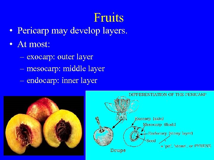 Fruits • Pericarp may develop layers. • At most: – exocarp: outer layer –