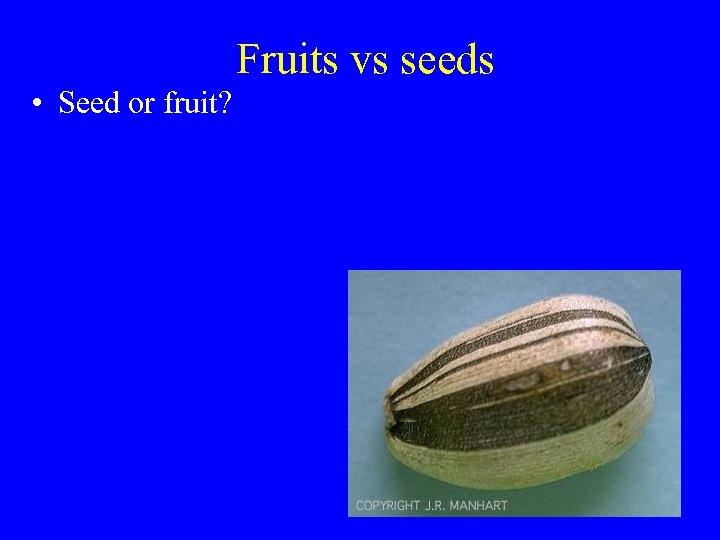 Fruits vs seeds • Seed or fruit? 