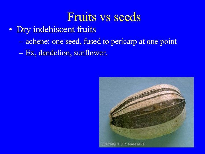 Fruits vs seeds • Dry indehiscent fruits – achene: one seed, fused to pericarp