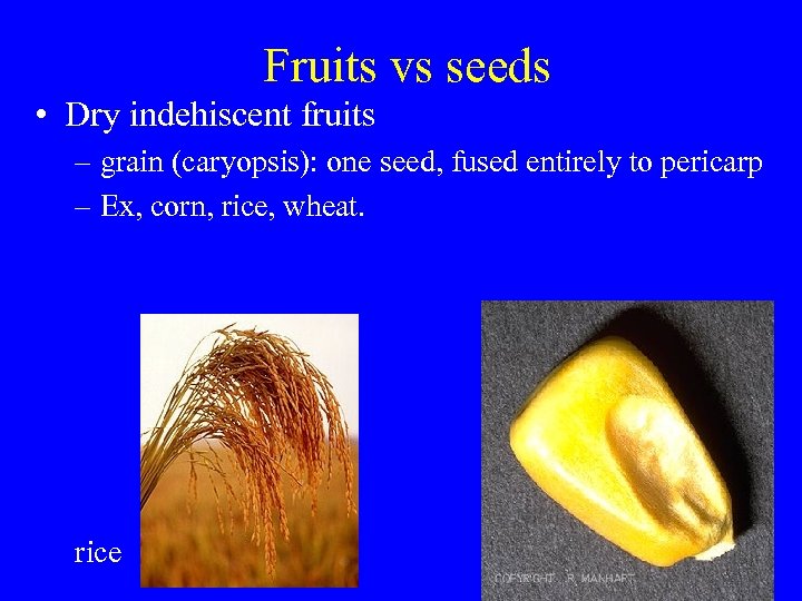 Fruits vs seeds • Dry indehiscent fruits – grain (caryopsis): one seed, fused entirely