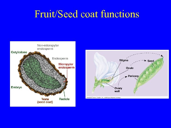 Fruit/Seed coat functions 