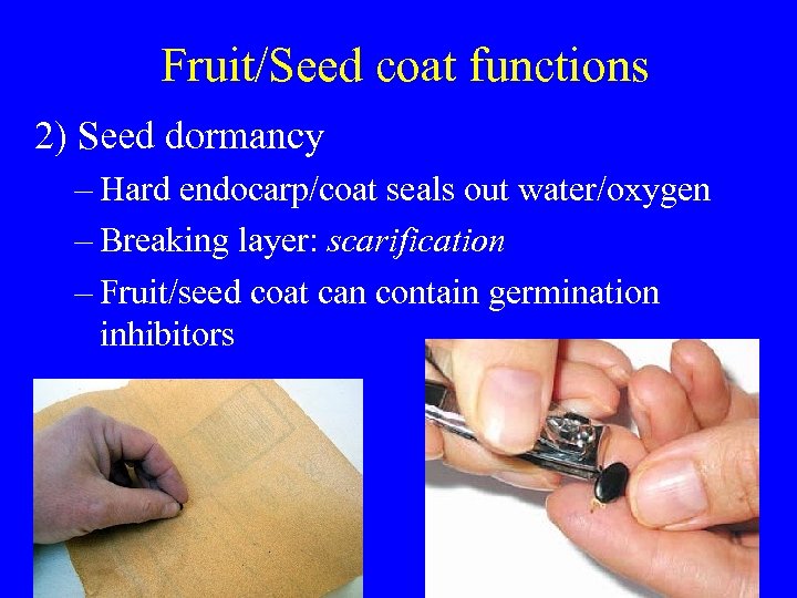Fruit/Seed coat functions 2) Seed dormancy – Hard endocarp/coat seals out water/oxygen – Breaking