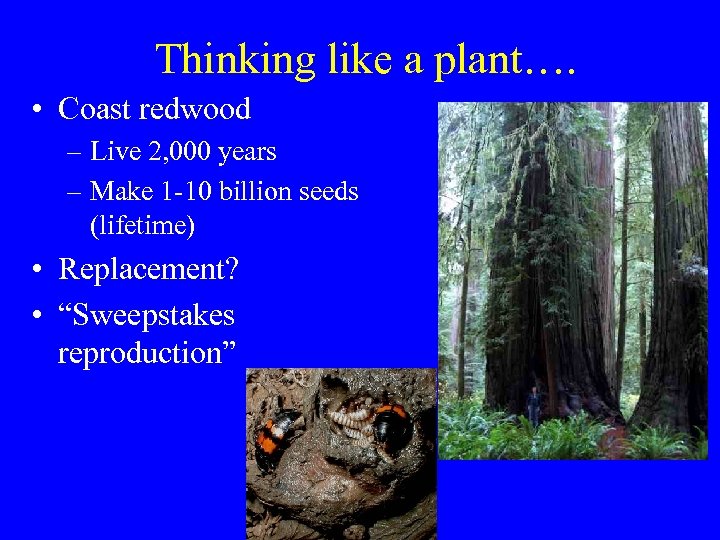 Thinking like a plant…. • Coast redwood – Live 2, 000 years – Make