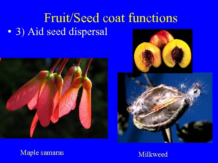 Fruit/Seed coat functions • 3) Aid seed dispersal Maple samaras Milkweed 