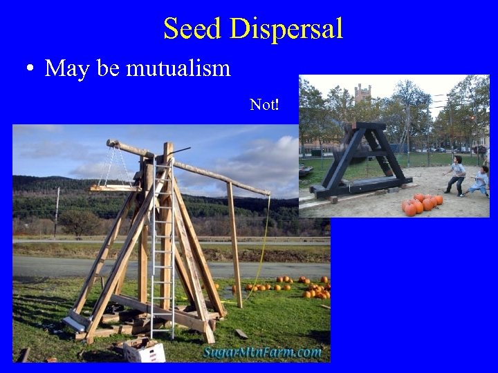 Seed Dispersal • May be mutualism Not! 